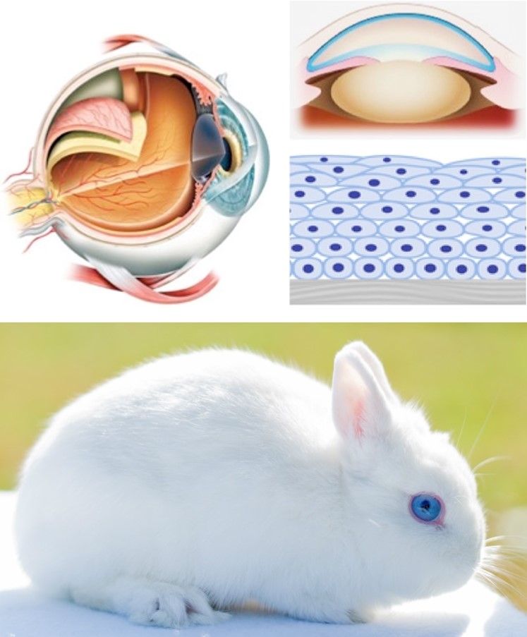 RbEpC Primary Rabbit Corneal Epithelial Cells Cell Applications